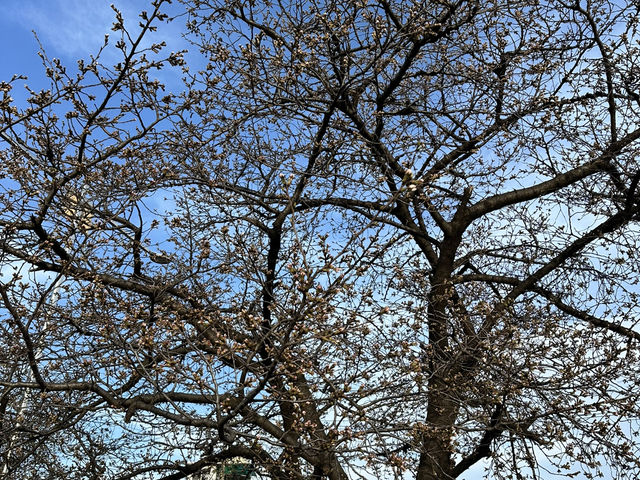 春天流經河畔的樣子🌸 清州無心川櫻花步道的靜謐與浪漫