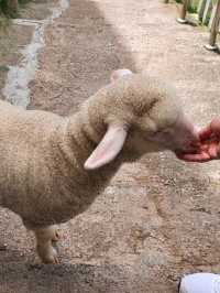 Sanctuary for the sheeps and lambs in Cameron Highlands