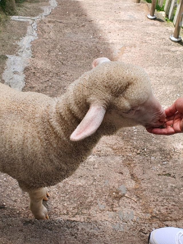 Sanctuary for the sheeps and lambs in Cameron Highlands
