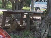 Safari Park Kanchanaburi | ซาฟารีปาร์ค กาญจนบุรี