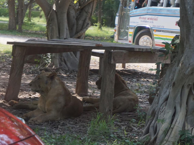 Safari Park Kanchanaburi | ซาฟารีปาร์ค กาญจนบุรี