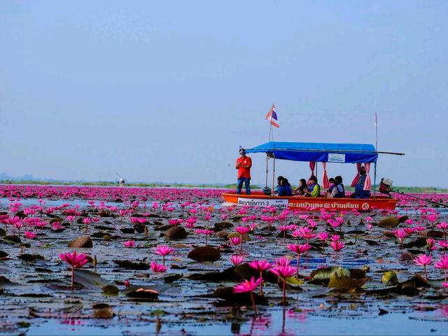 ทะเลบัวแดง อ.กุมภวาปี จ.อุดรธานี