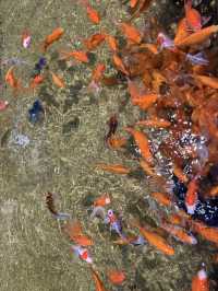 沖繩最新商場水族館🫶🏻DMM🫡超岩親子遊