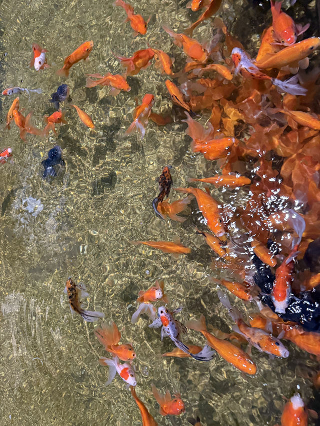 沖繩最新商場水族館🫶🏻DMM🫡超岩親子遊