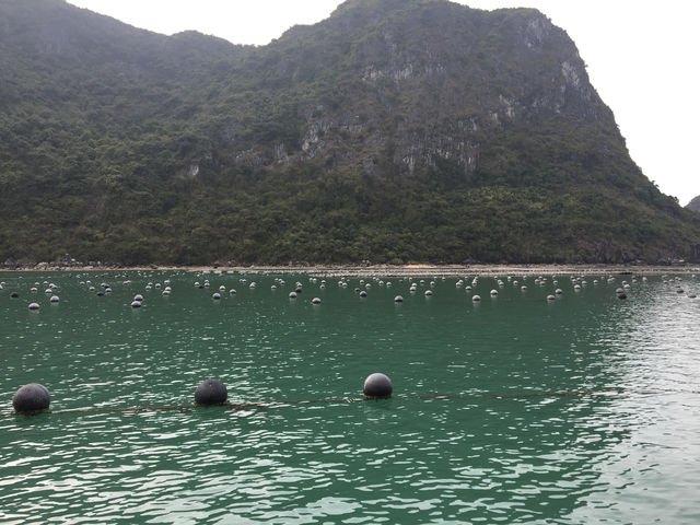 🚢🌿 Sailing Through a Dream: My Halong Bay Cruise Experience