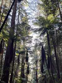 🌲紐西蘭最治癒的森林仙境｜紅木森林步道 Redwoods Forest 拍照打卡全攻略