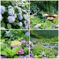 ชมสวน hydranyia Yangmingdhan