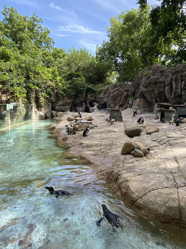 比較上海迪士尼，遛娃更值得去的地方- 上海動物園🐯🐼
