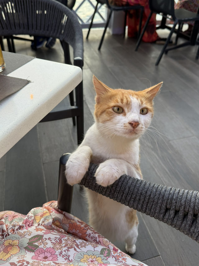 잔지바르의 노을을 보며 먹는 새우🍤🦐