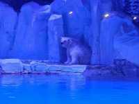 Shanghai Haichang Ocean Park สวนสัตว์น้ำเซี่ยงไฮ้