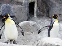 🐧 A Whimsical Day at Noboribetsu Marine Park Nixe