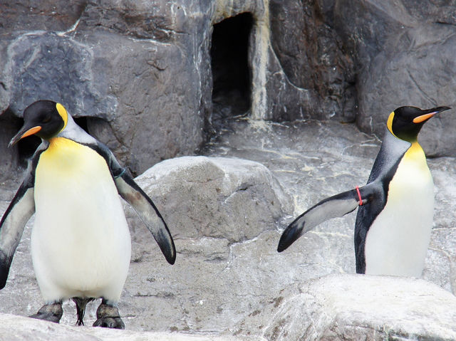 🐧 A Whimsical Day at Noboribetsu Marine Park Nixe