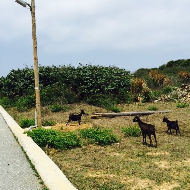 澎湖跳島遊 七美島