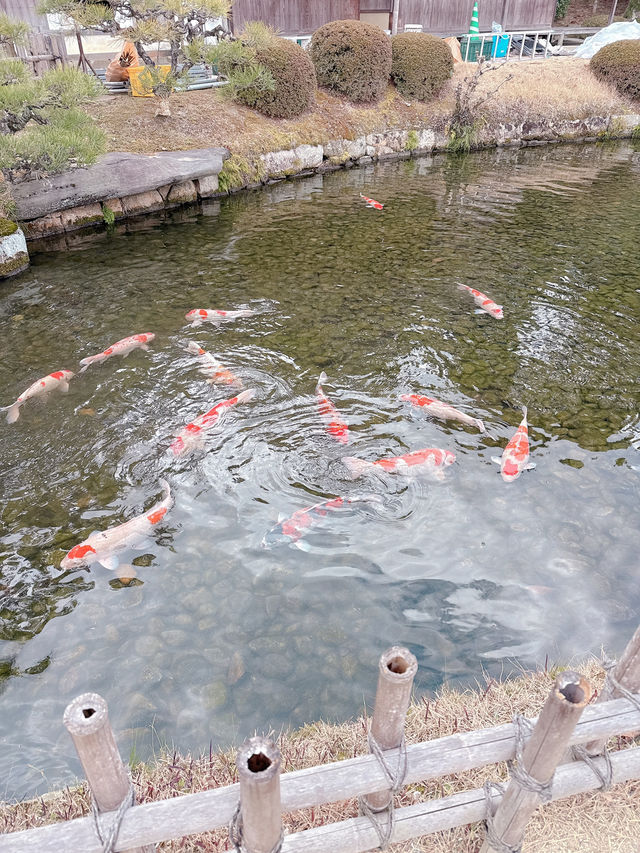 岡山後樂園🇯🇵！日本三大庭園之一！📸 靚爆！