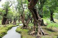 สวนช้างทองเฮอริเทจ สวนไม้โยราณเชียงใหม่