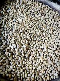 Sip, Scent & Civet: Luwak Tasting at Santi Coffee Plantation