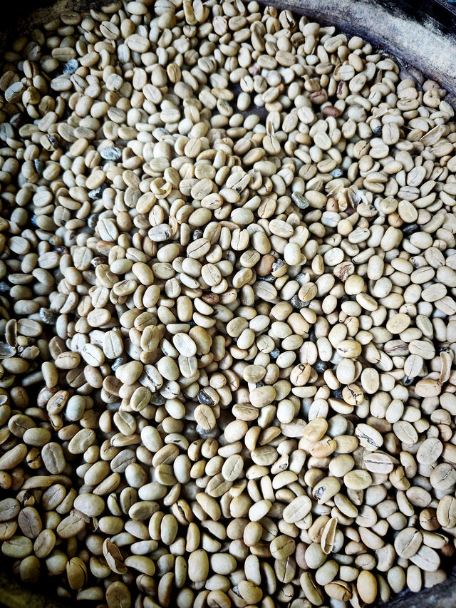 Sip, Scent & Civet: Luwak Tasting at Santi Coffee Plantation