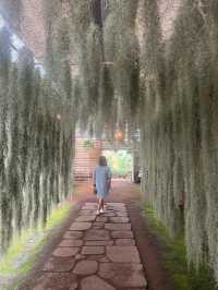 Jeju’s Hidden Gem: Boromwat’s Stunning Hydrangeas 