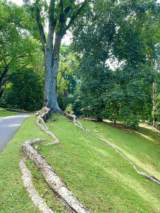 Peaceful spots to unwind and reconnect with nature 🌴🌳🌲👫😍