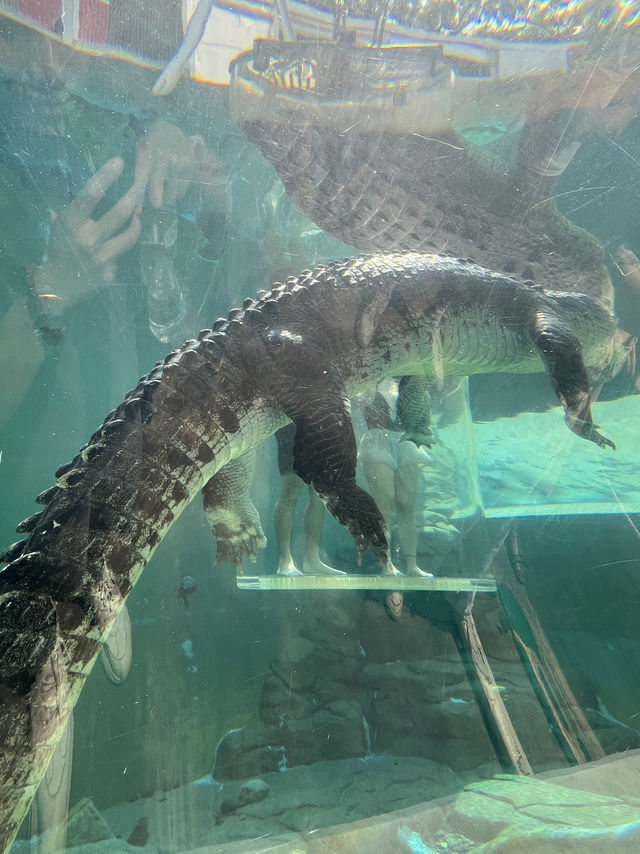 🐊 Face to Face with Giants in Darwin 🦎🌴