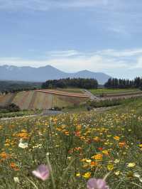 Summer in Biei-Furano 🌸🌻🌷