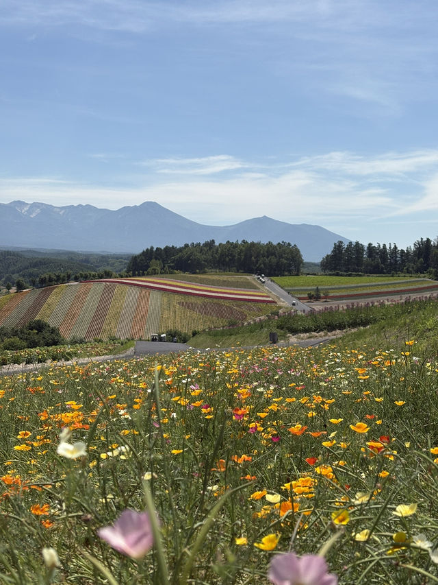 Summer in Biei-Furano 🌸🌻🌷