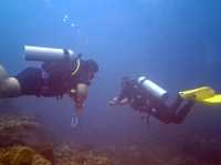 Guess who I met 15 meters down? 🐢