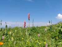Nalati Sea of Flowers, A Summer Poem Under the Paraglider