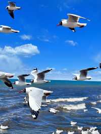Qinghai Lake: The Shimmering Jewel of the Tibetan Plateau