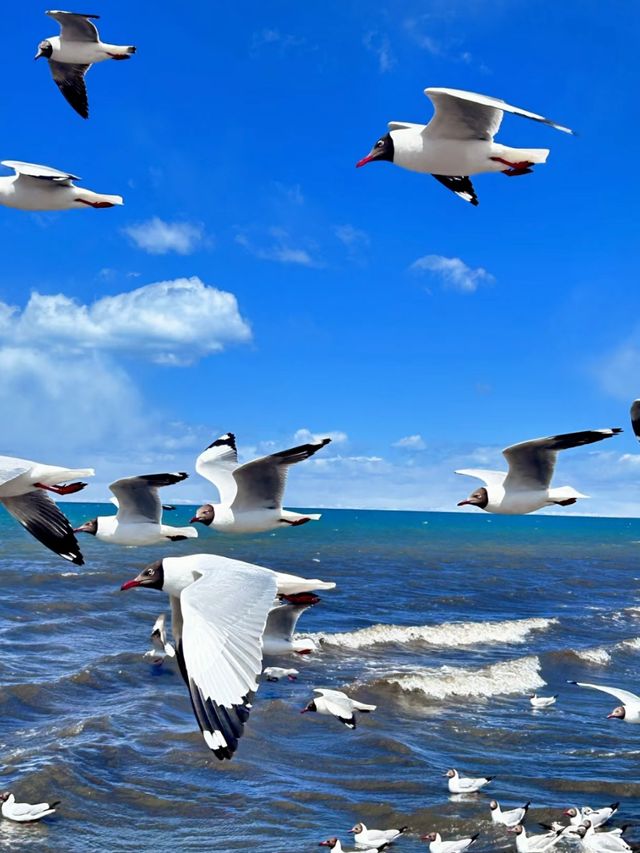 Qinghai Lake: The Shimmering Jewel of the Tibetan Plateau