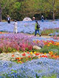 Springtime Blue Waves | Baby Blue Eyes in Full Bloom at Chenshan Botanical Garden 💙🌸
