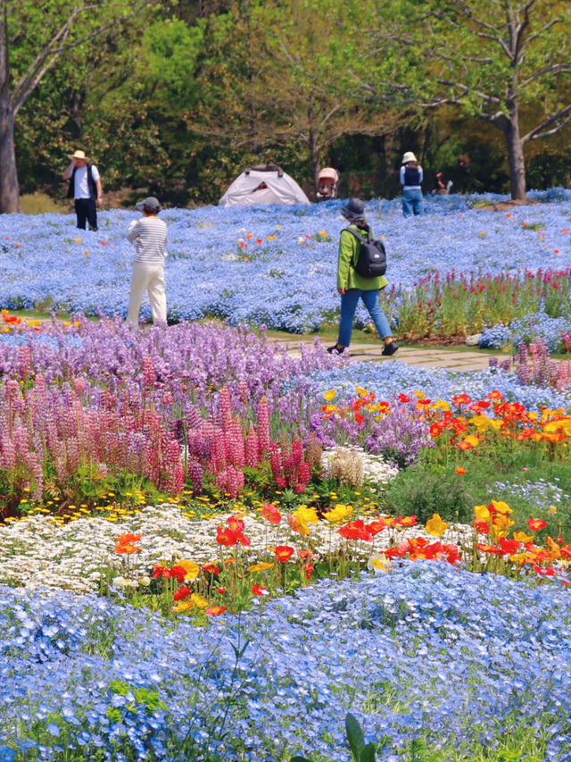 Springtime Blue Waves | Baby Blue Eyes in Full Bloom at Chenshan Botanical Garden 💙🌸