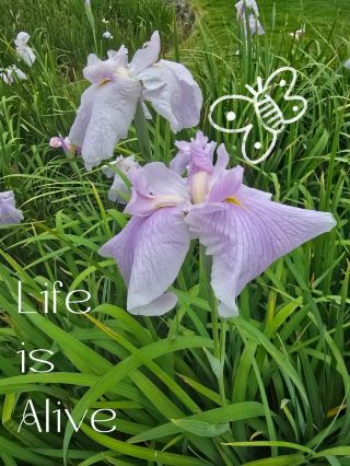See the Iris fields at Chiryu Park in Aichi Prefecture