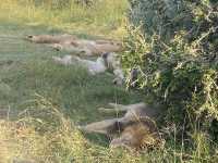 Kenya - Tanzania trip 2025 🇰🇪🇹🇿