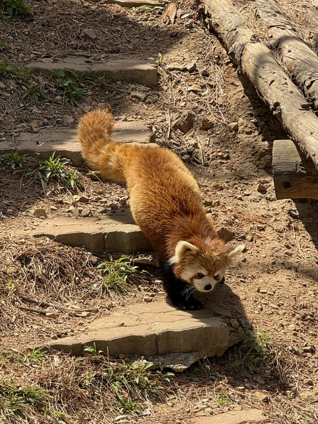 Let's chat about the zoo! 🐯
