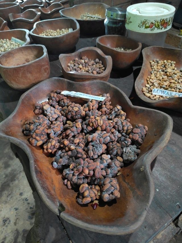 ☕ From Civet to Cup: The Luwak Coffee Journey Unfolds