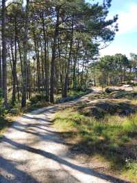 Peaceful Waves and Pine Trees at Praia do Vilar