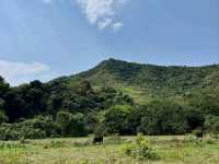 Plover Cove Country Park, Forest Feels and Total Escape Mode