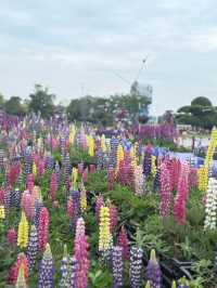 Yancheng Weekend Getaway | Dreamy Holland Flower Sea