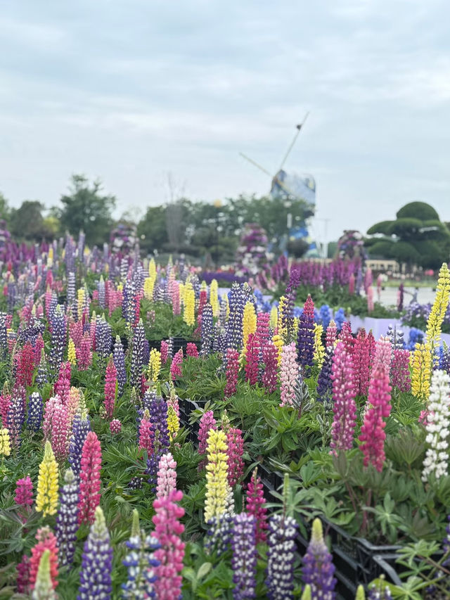 Yancheng Weekend Getaway | Dreamy Holland Flower Sea