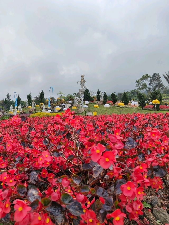 🦚 The Blooming Majesty: Bali’s Giant Peacock in Full Flower