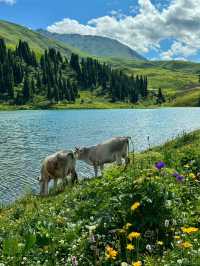 🌿 Xinjiang Can Heal Everything
