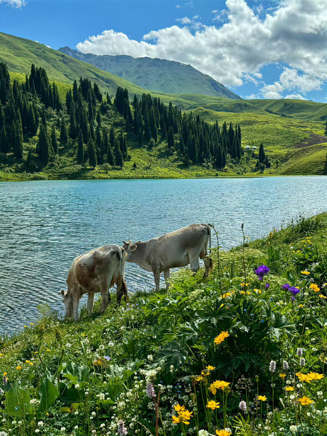 🌿 Xinjiang Can Heal Everything