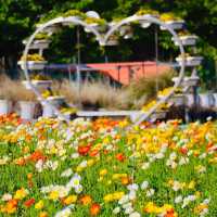 🌻🐄 *Hana Hiroba Farm (花ひろばファーム): A Flower-Filled Escape in Japan’s Countryside* 🌸🚜