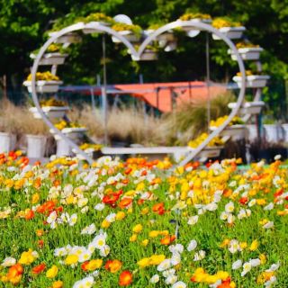 🌻🐄 *Hana Hiroba Farm (花ひろばファーム): A Flower-Filled Escape in Japan’s Countryside* 🌸🚜