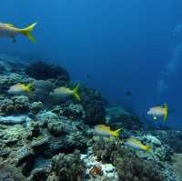 5D4N in Phuket @ $800 only (including flight+hotel+activities)