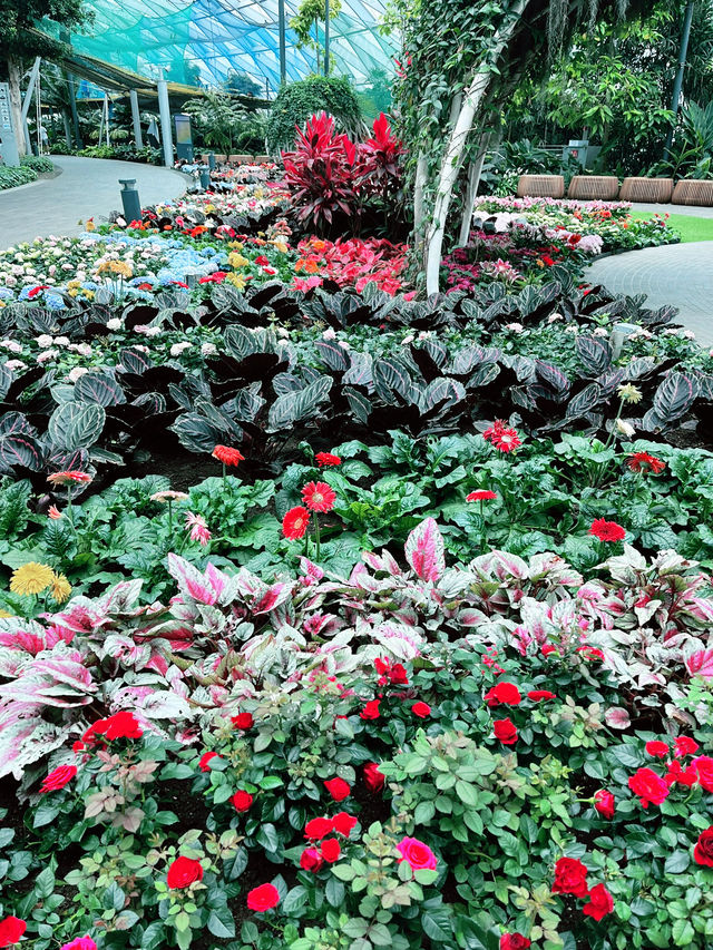 Petal Garden at Jewel Changi – Colourful Floral Wonderland