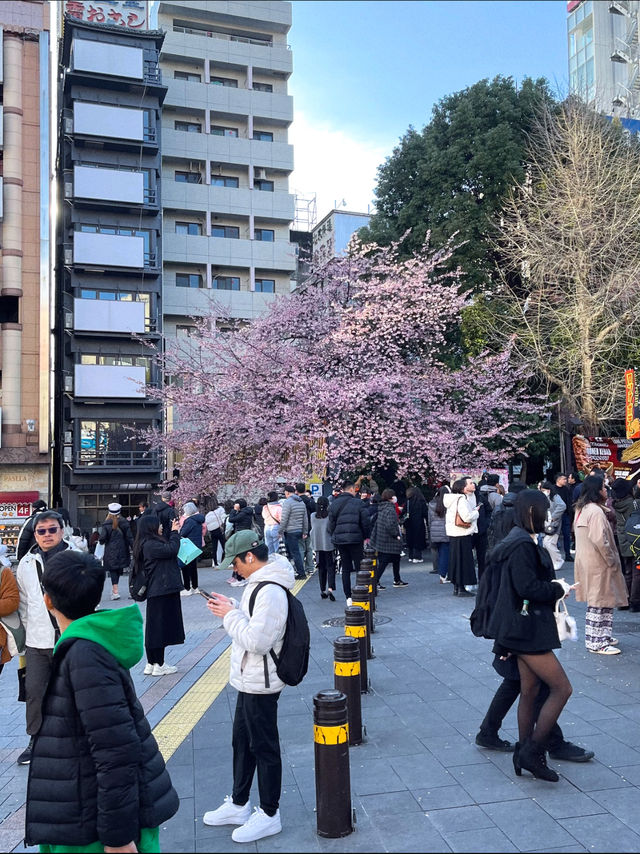 3 พิกัดดูซากุระบานที่ Ueno 🌸