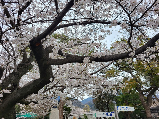 日本神戶櫻花祭必訪景點 日本神戶櫻花祭必訪景點