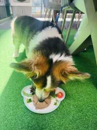 🐶同狗仔一齊歎春日Lunch